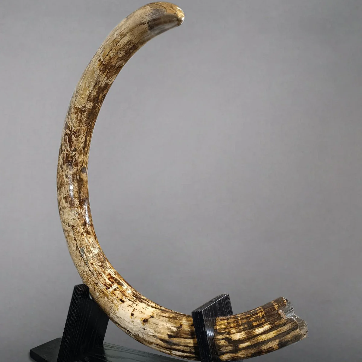 large mammoth tusk for sale