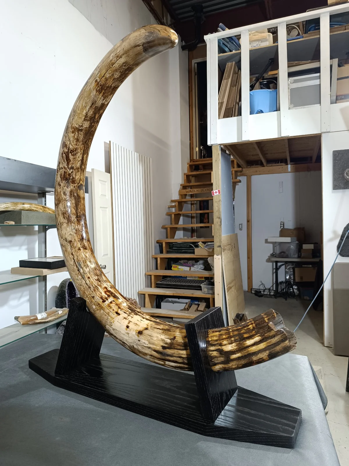 large mammoth tusk for sale: woolly mammoth tusk