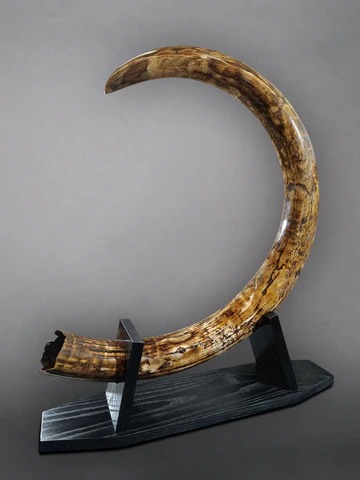 large mammoth tusk for sale
