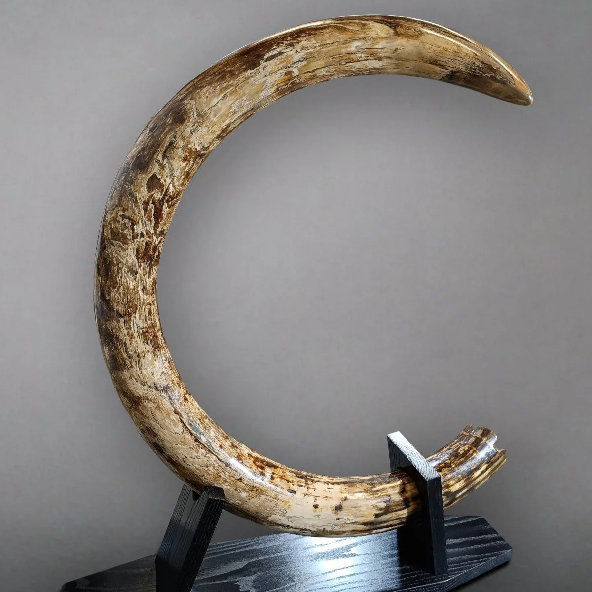large mammoth tusk for sale