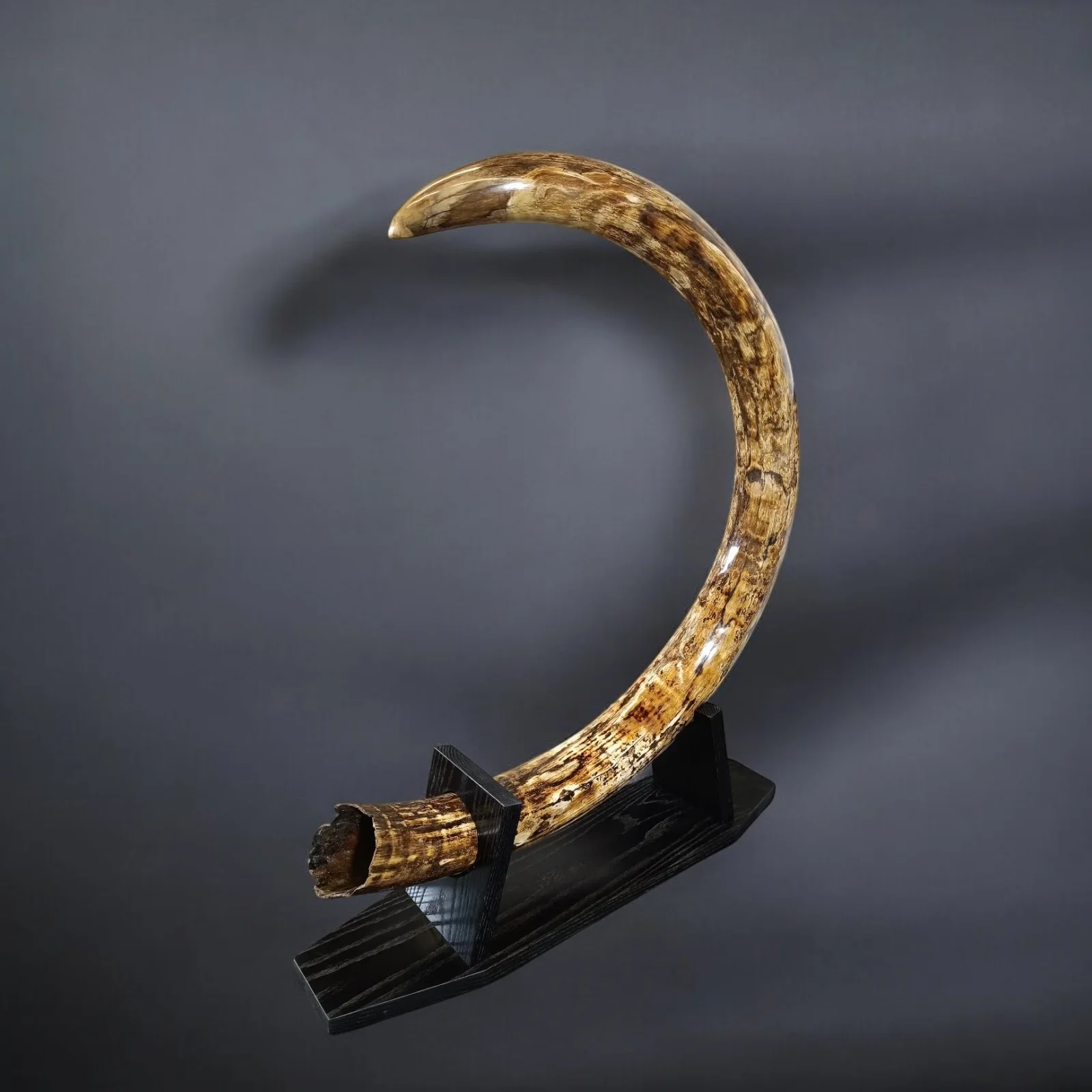large mammoth tusk for sale