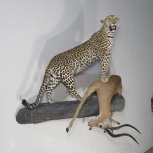 leopard taxidermy