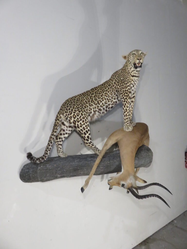 leopard taxidermy