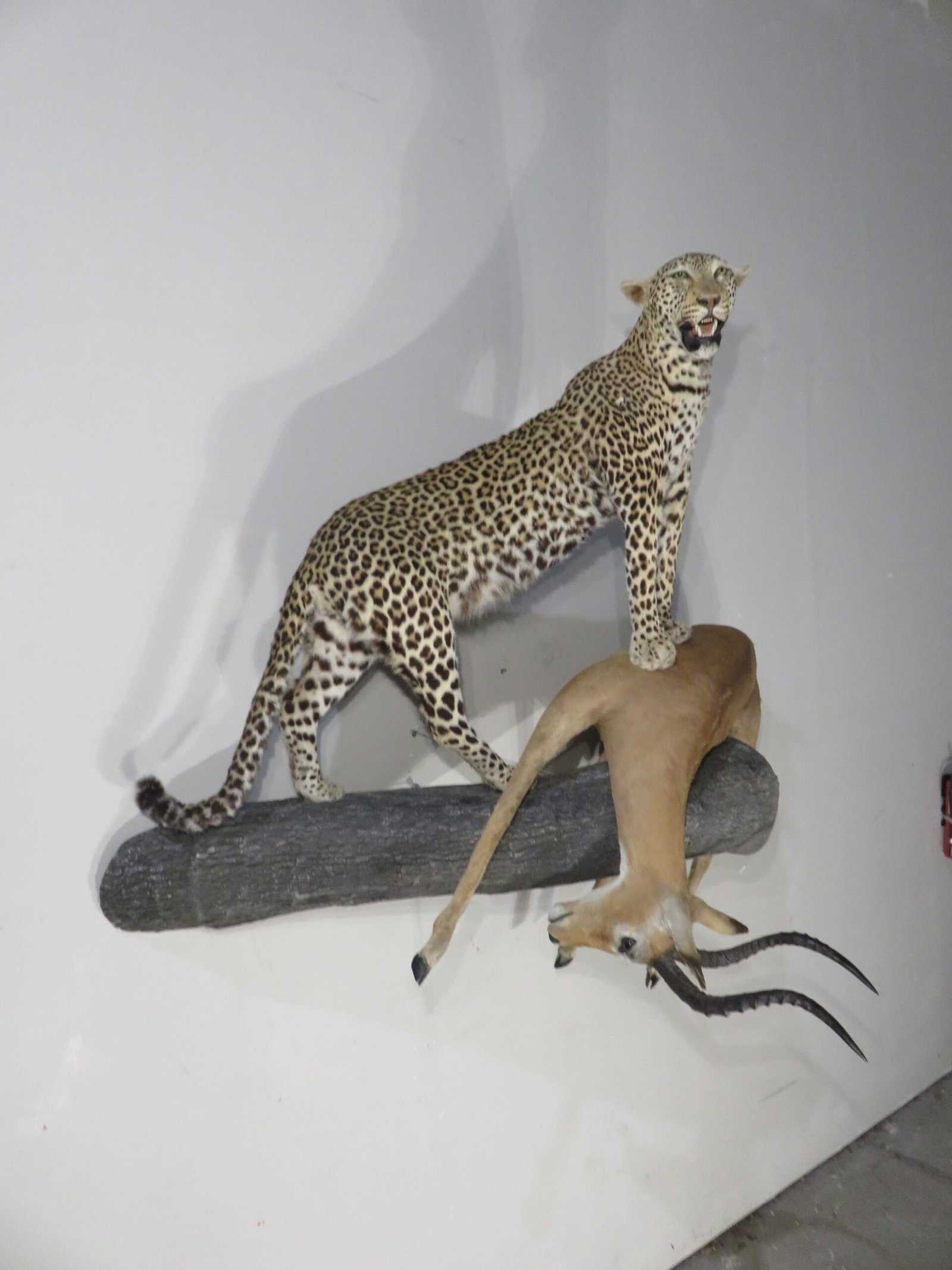 leopard taxidermy