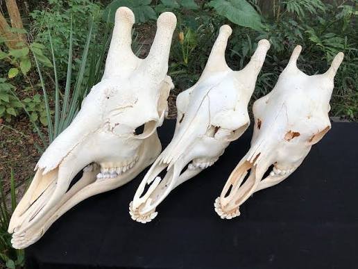 Male and female giraffe skulls compared, showing heavier male ossicones