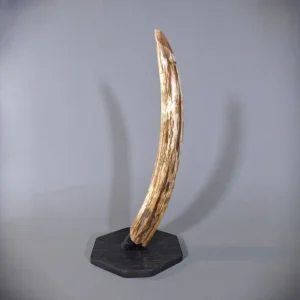 woolly mammoth tusk