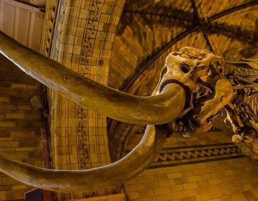 mammoth ivory ban