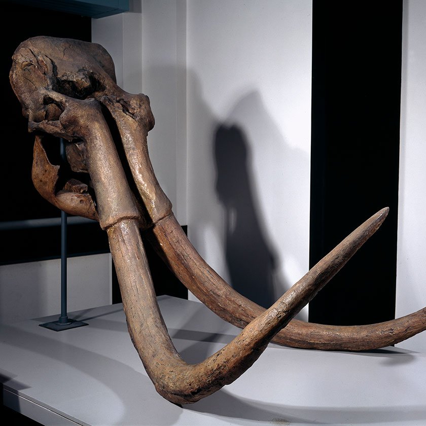 Front view of a mammoth skull showing the central nasal hole, the cyclops "eye"