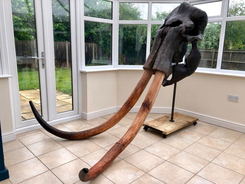 Mammoth skull tusks, long curved incisor teeth set in deep front sockets