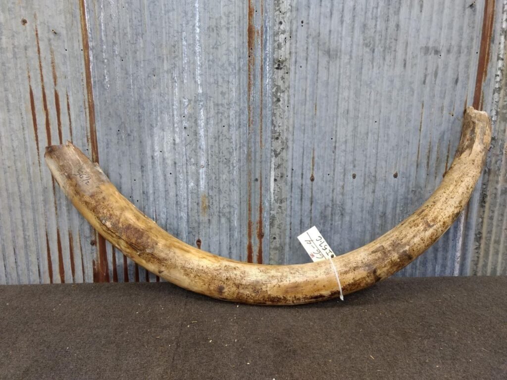 Mammoth skull tusks, long curved incisor teeth set in deep front sockets