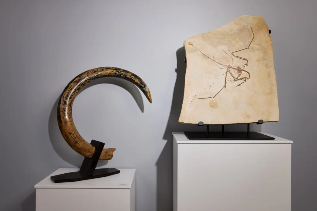 mammoth tusk for sale