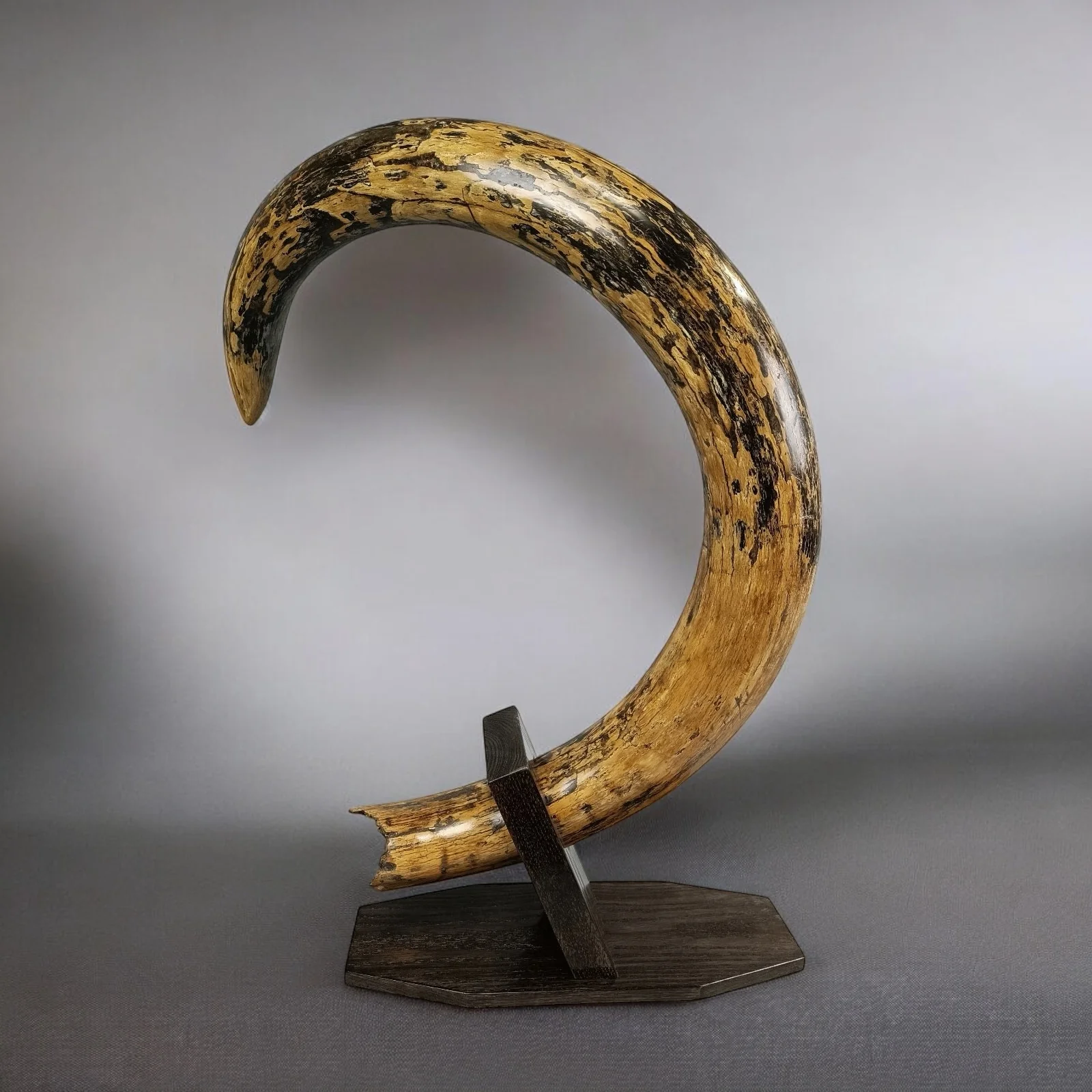 mammoth tusk for sale