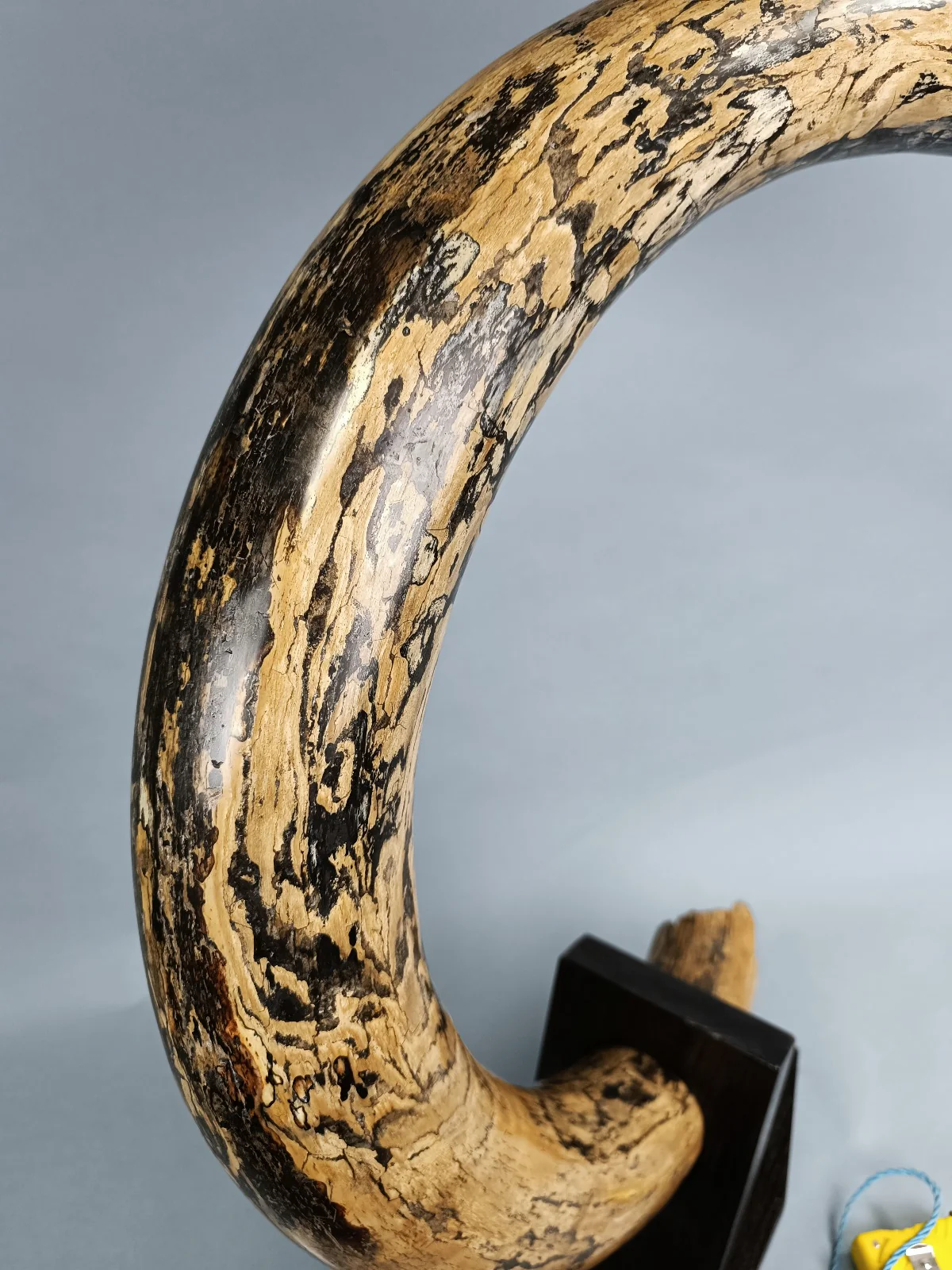mammoth tusk for sale