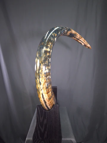 mammoth tusk for sale