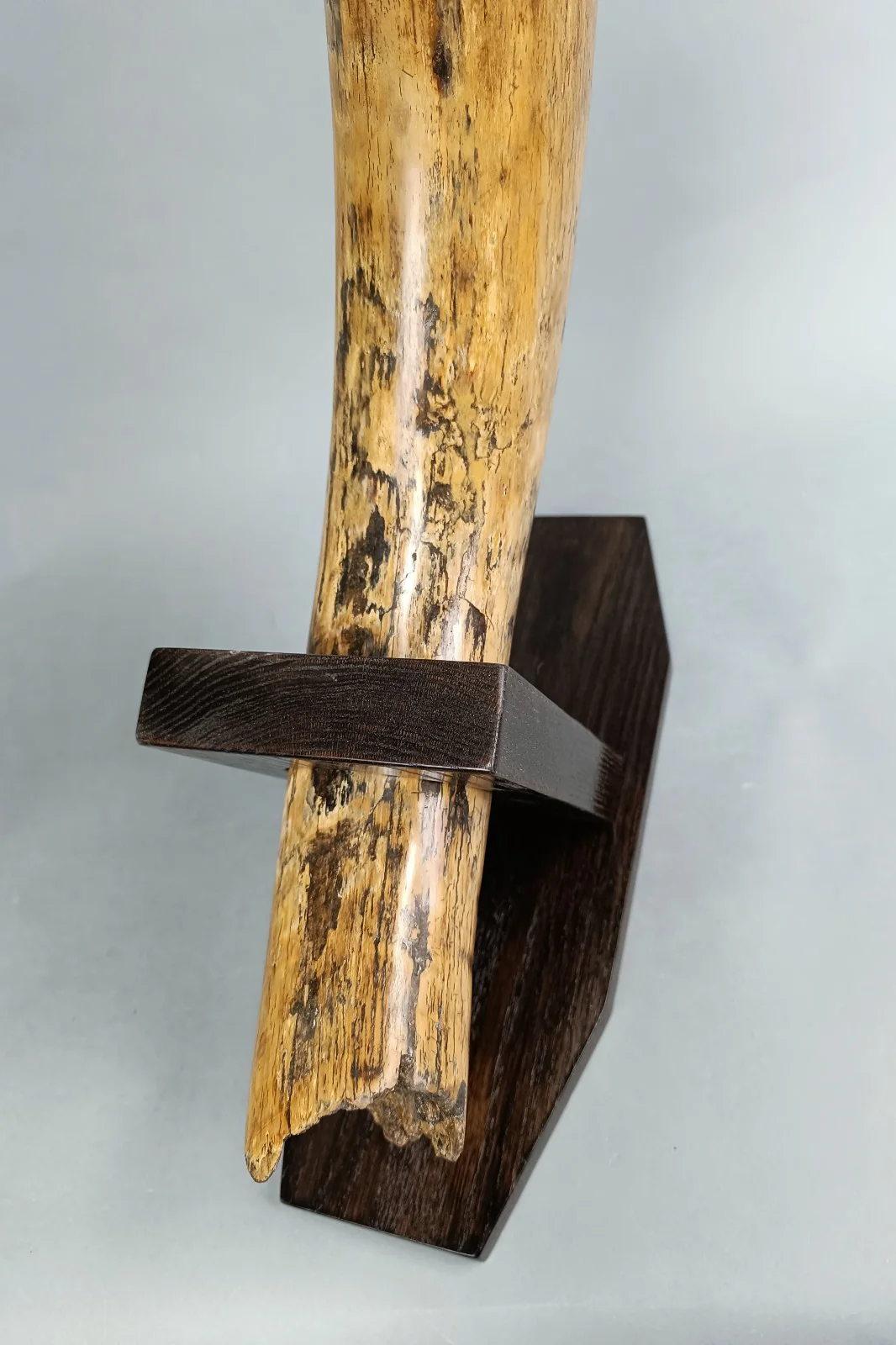 mammoth tusk for sale