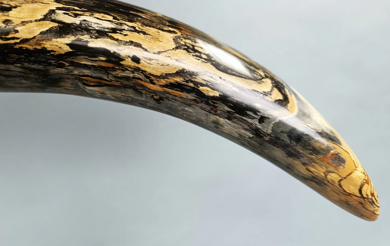 Woolly Mammoth Tusk (Mammuthus primigenius, 69") - Image 7