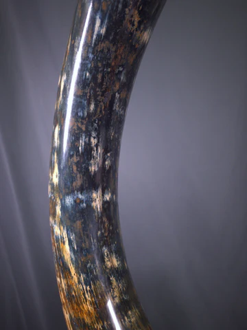 mammoth tusk for sale