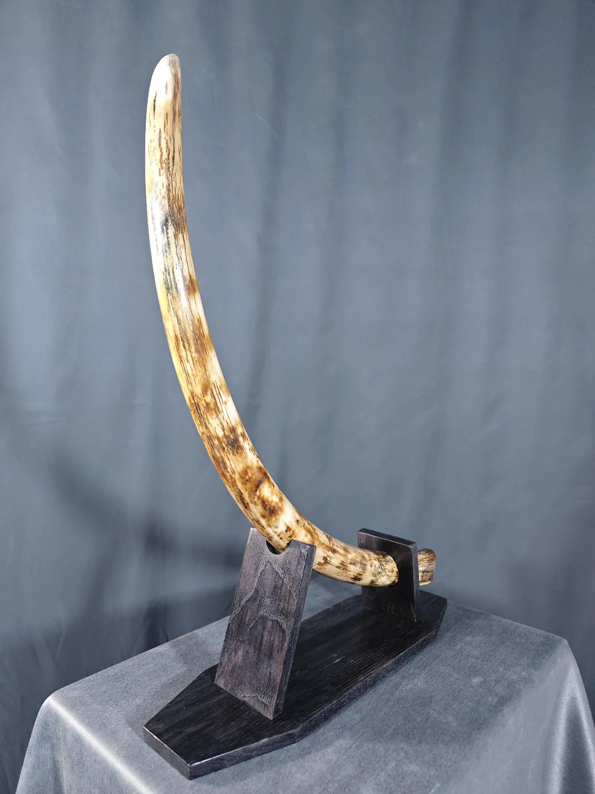 Mammoth Tusk Fossil for sale