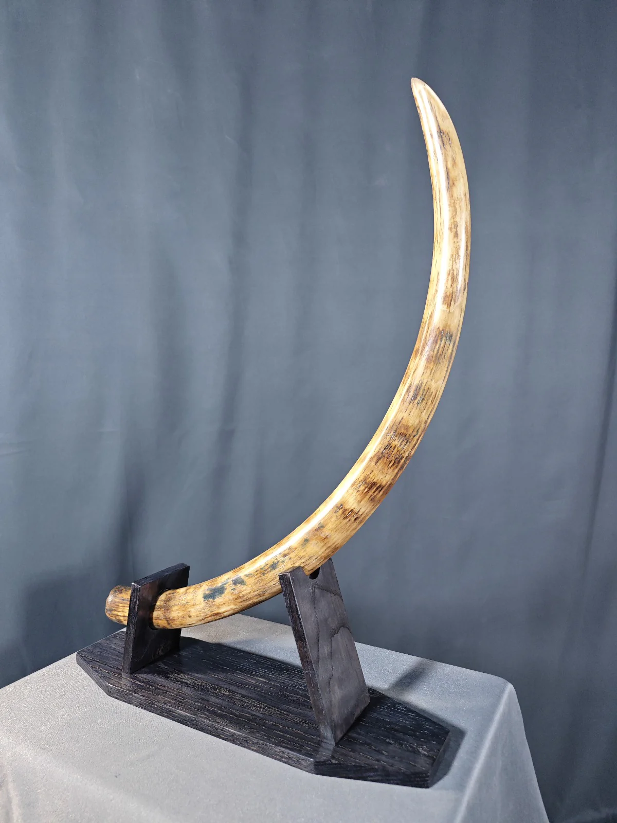 Mammoth Tusk Fossil for sale