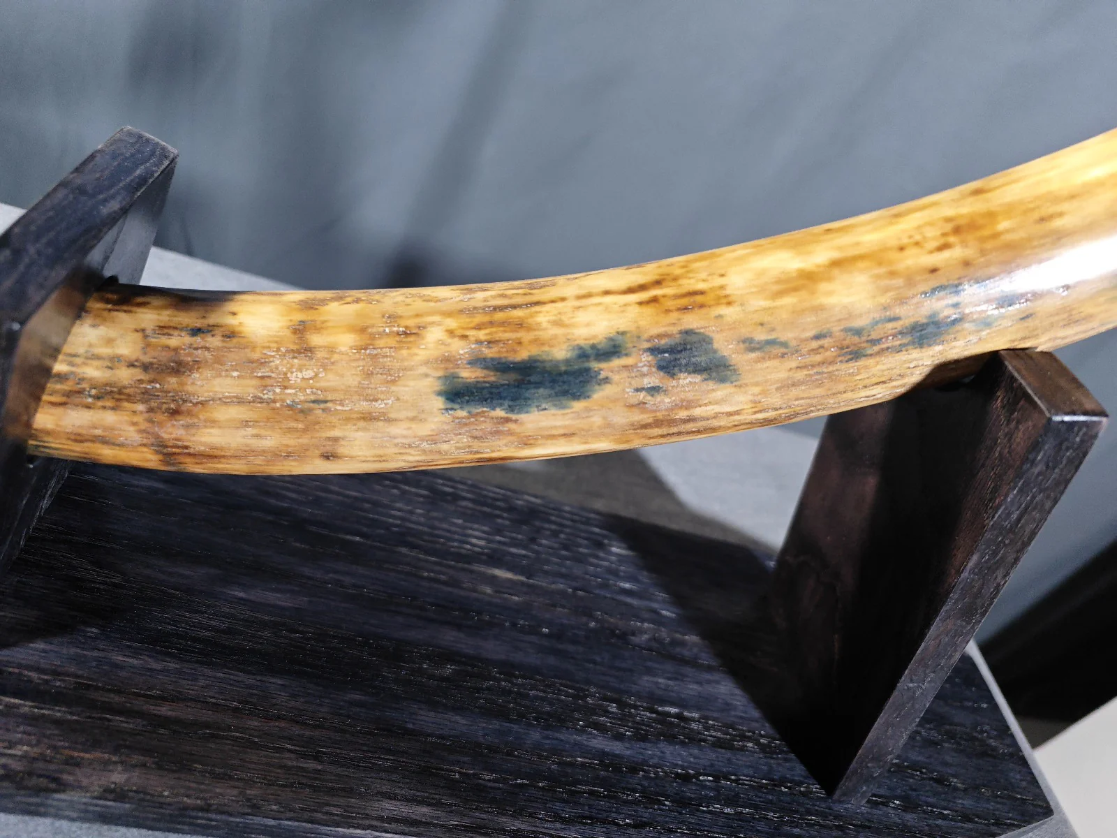 Mammoth Tusk Fossil for sale