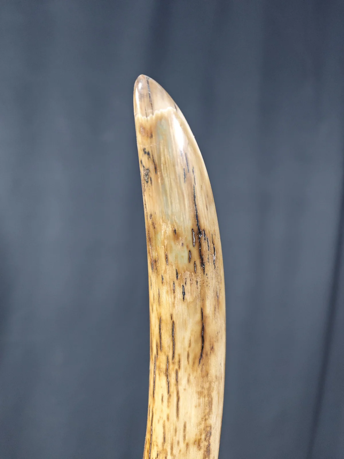 Mammoth Tusk Fossil for sale