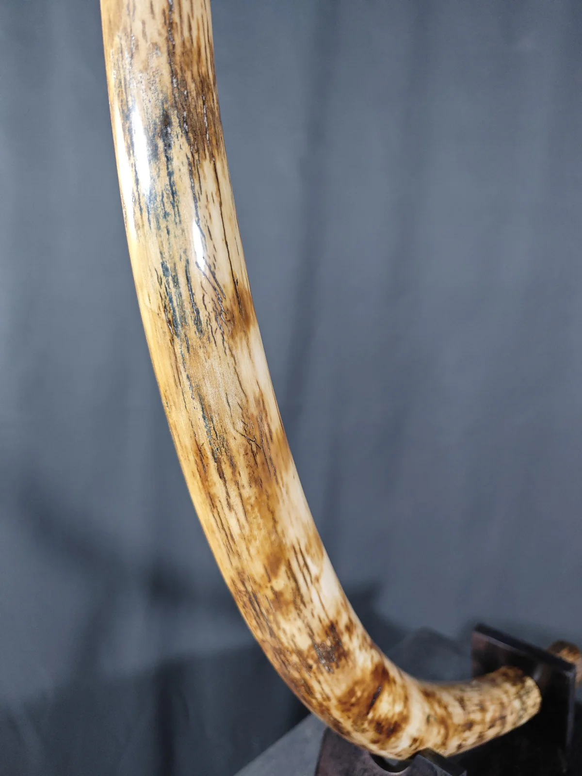 Mammoth Tusk Fossil for sale