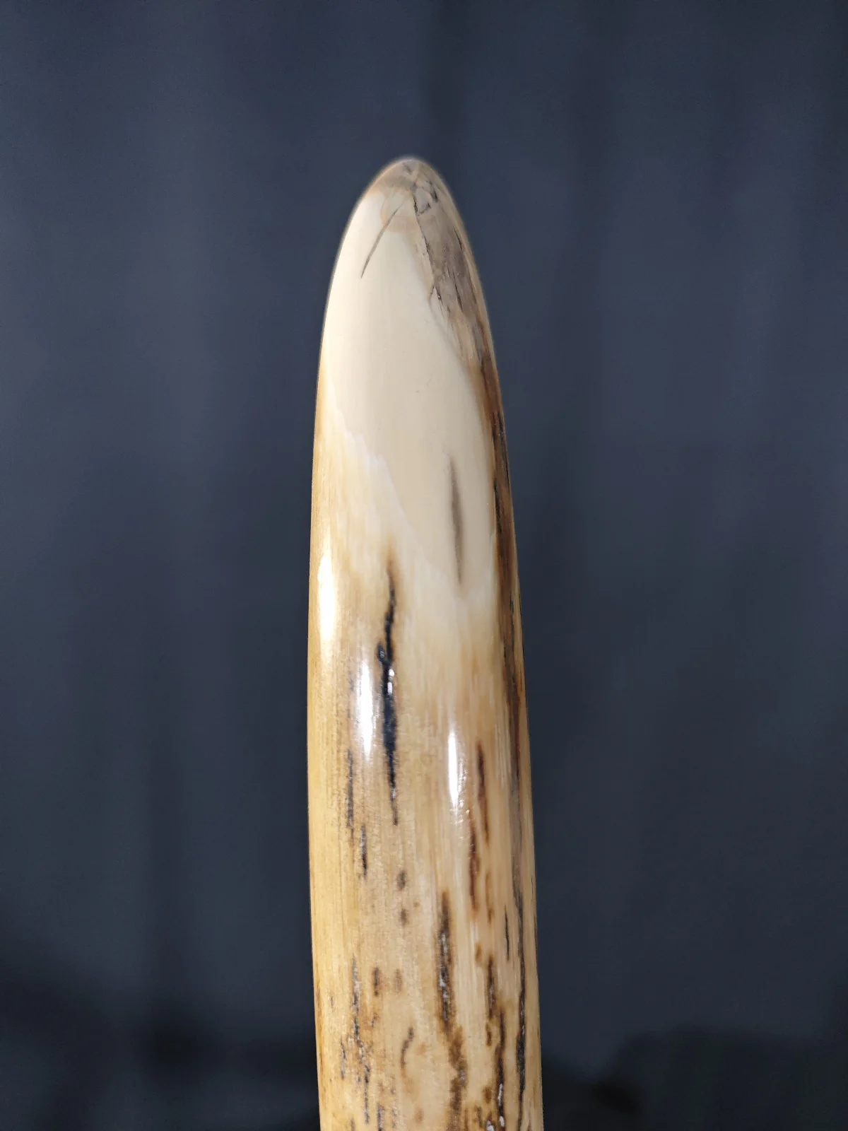 Mammoth Tusk Fossil for sale