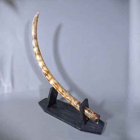 mammoth tusk fossil
