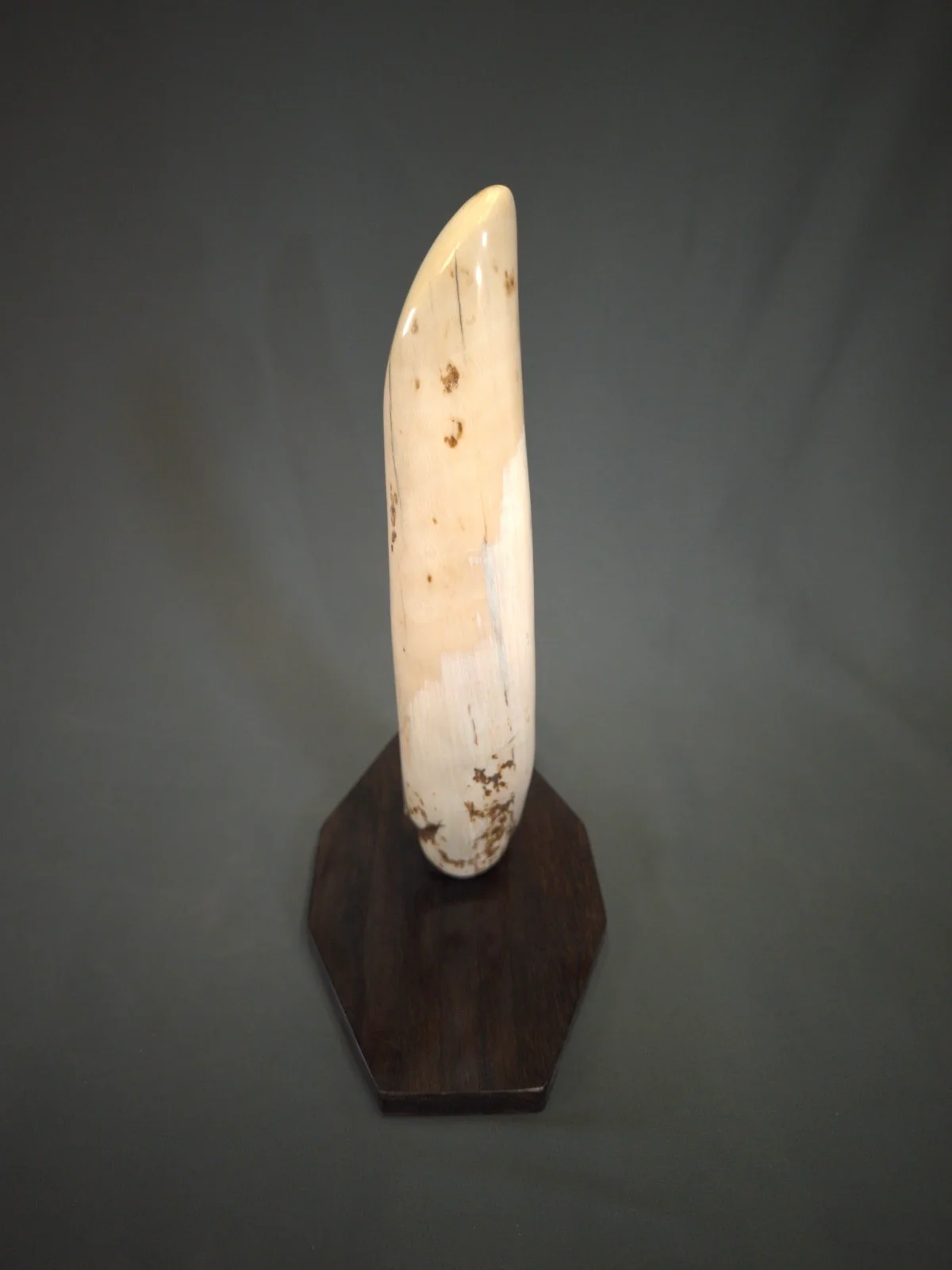 mammoth tusk fragment