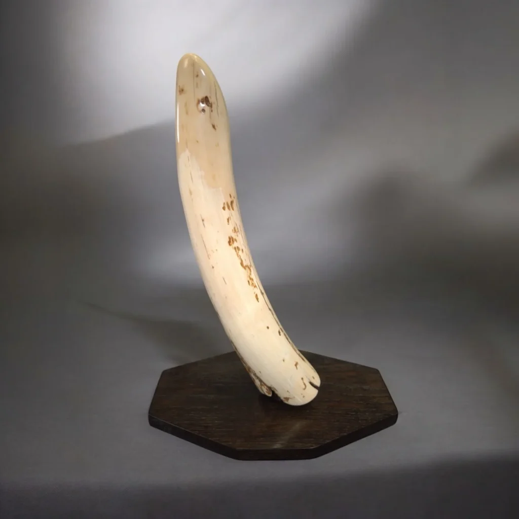 mammoth tusk fragment