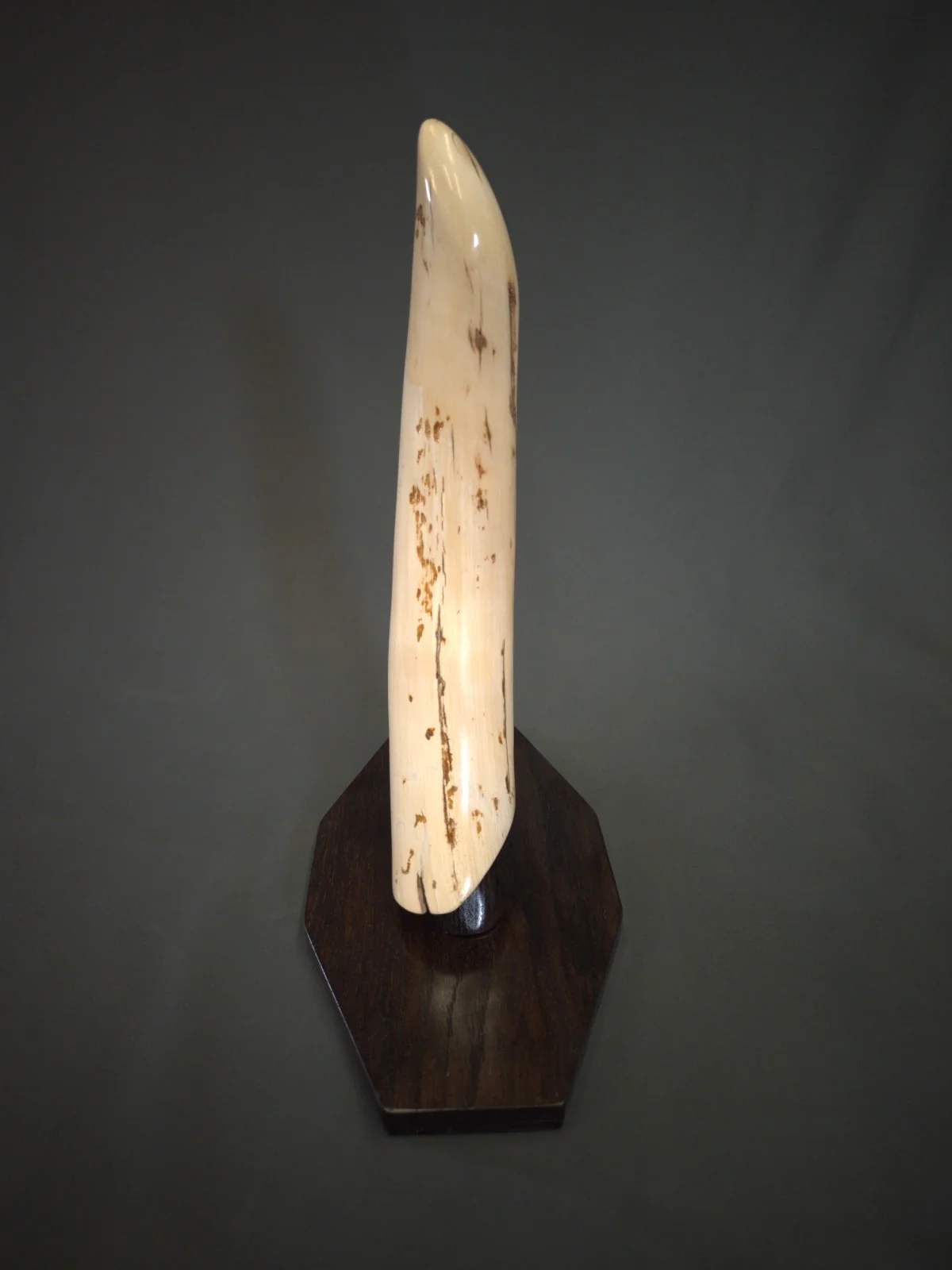 Woolly Mammoth Tusks for sale