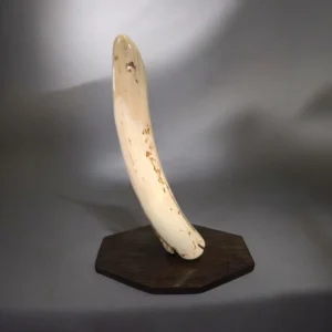 mammoth tusk fragment