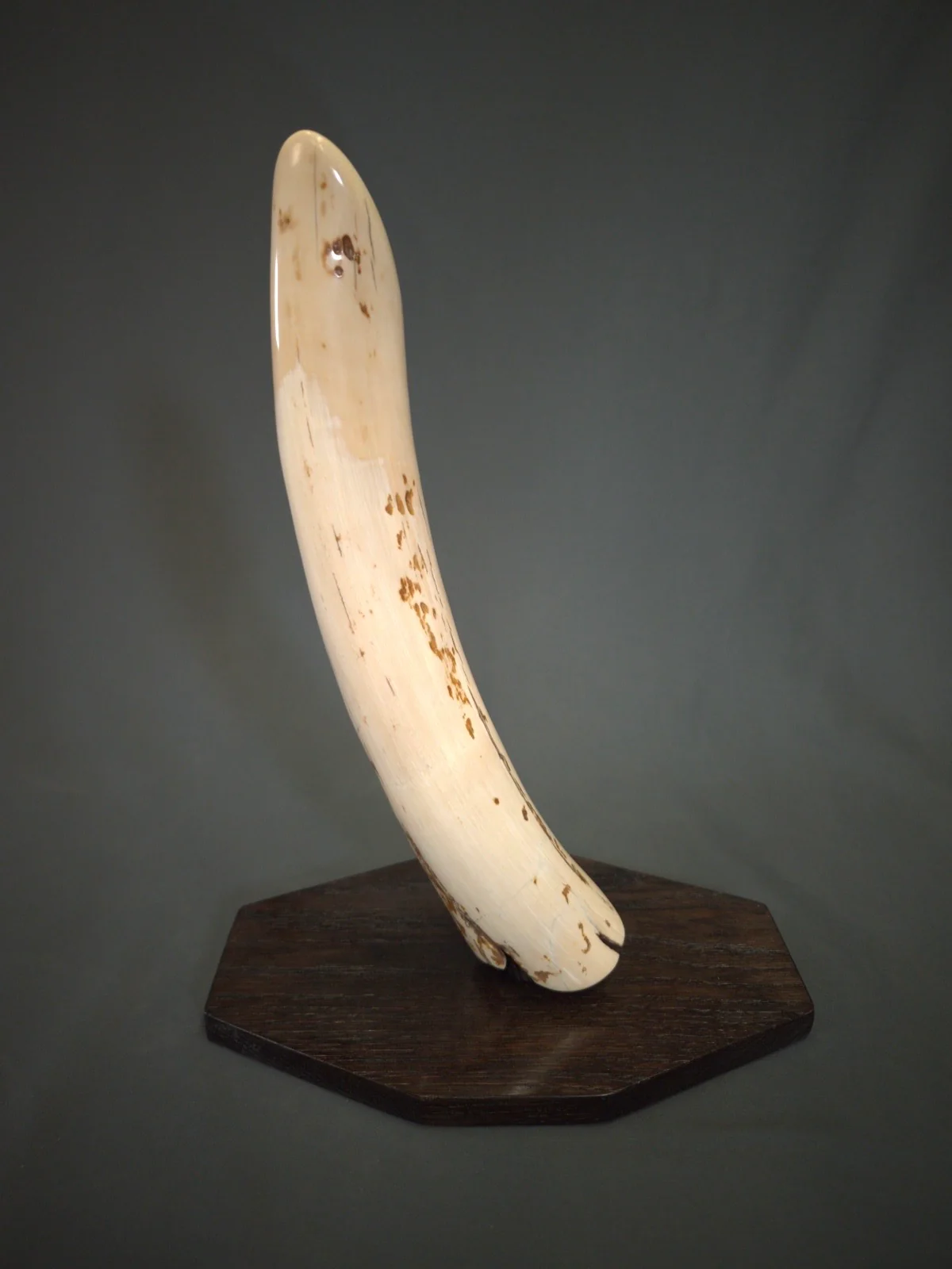 mammoth tusk fragment