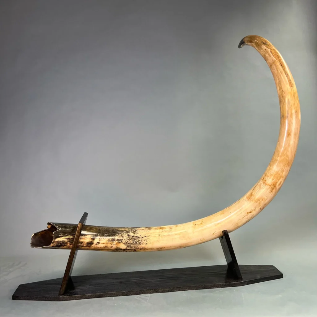 woolly mammoth tusk for sale