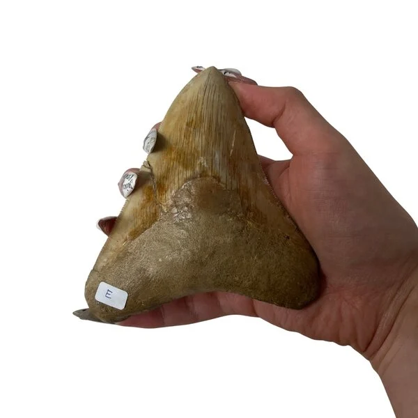 megalodon tooth for sale