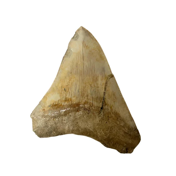 megalodon tooth for sale