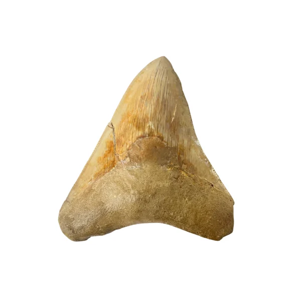 megalodon tooth for sale