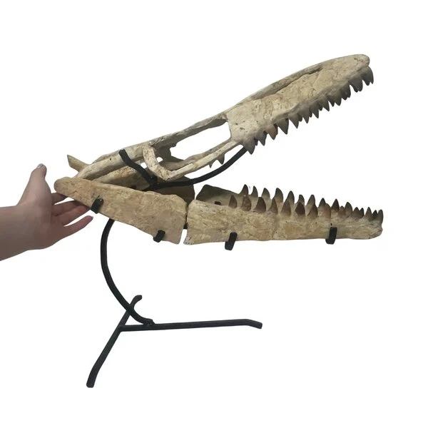 mosasaurus skull for sale