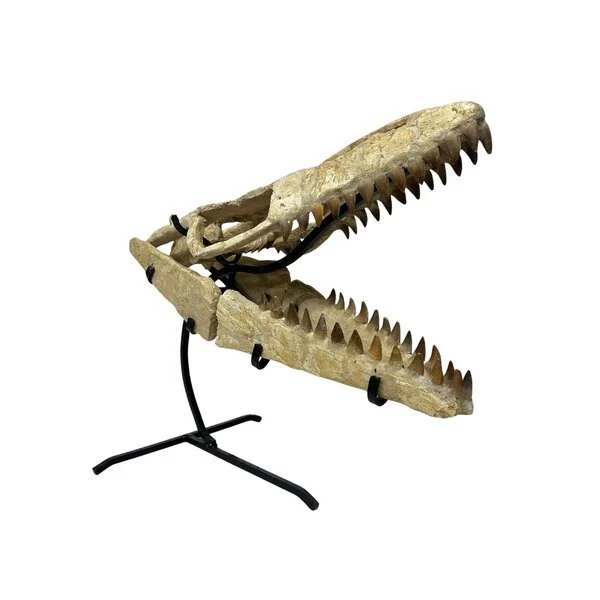 mosasaurus skull for sale