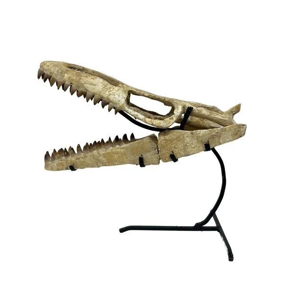 mosasaurus skull for sale
