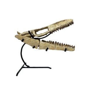 mosasaurus skull for sale
