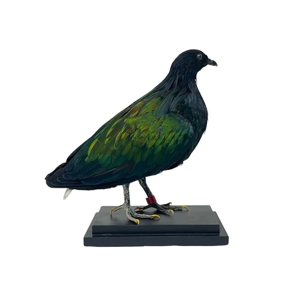 nicobar pigeon taxidermy