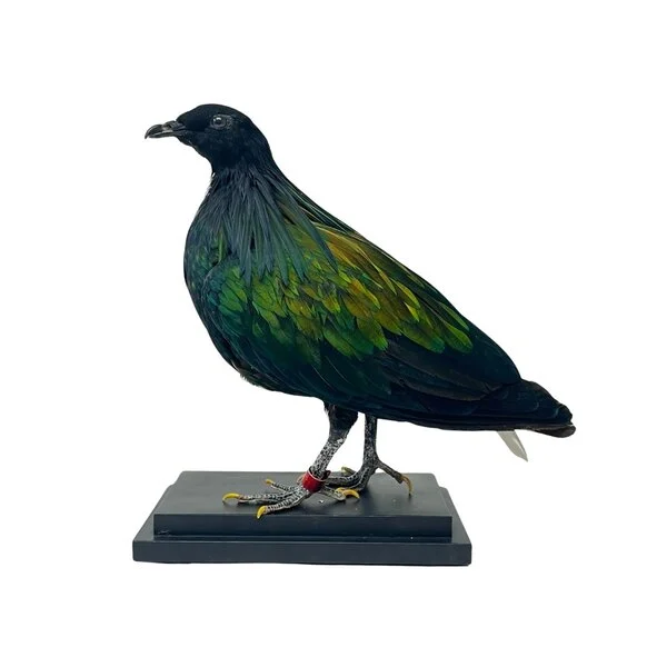 nicobar pigeon taxidermy