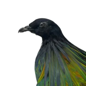 nicobar pigeon taxidermy