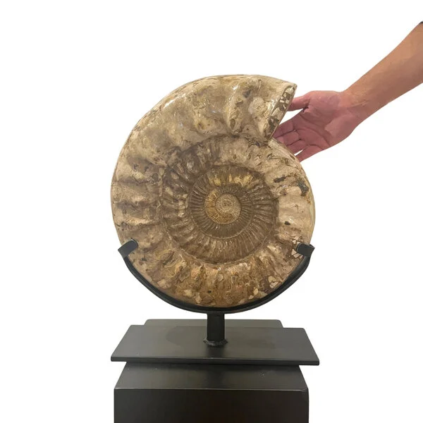 polished ammonite for sale
