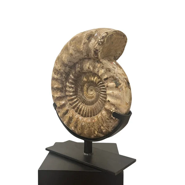 polished ammonite