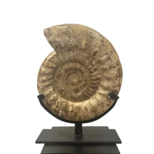 polished ammonite for sale