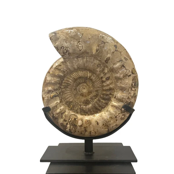 polished ammonite for sale