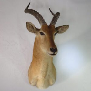 puku taxidermy