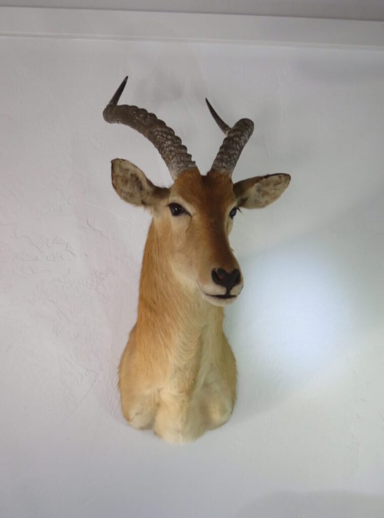 puku taxidermy